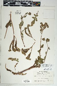 Phacelia crenulata image