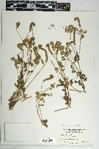 Phacelia crenulata image