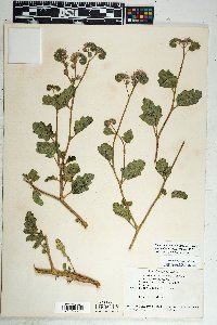 Phacelia crenulata image