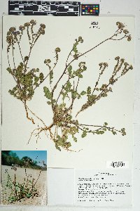 Phacelia crenulata image