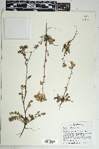 Phacelia crenulata image