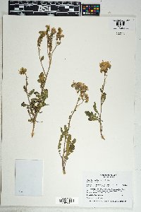 Phacelia crenulata image