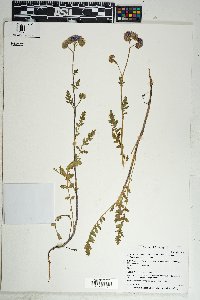 Phacelia crenulata image