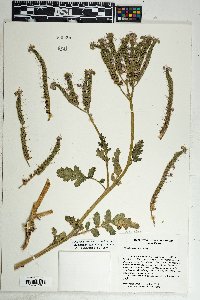 Phacelia crenulata image