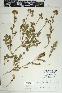 Phacelia crenulata image