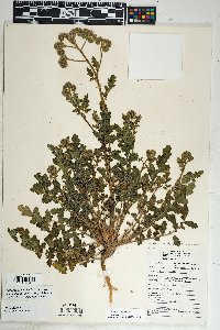 Phacelia crenulata var. ambigua image