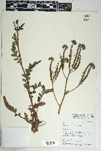 Phacelia crenulata var. ambigua image