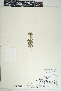 Phacelia crenulata image