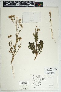 Phacelia crenulata image