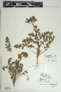 Phacelia crenulata var. ambigua image