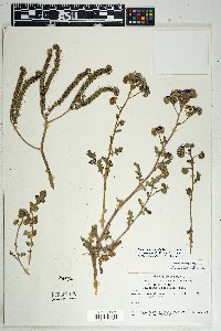 Phacelia crenulata image