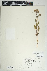 Phacelia crenulata var. ambigua image