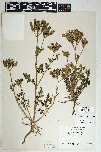 Phacelia crenulata image