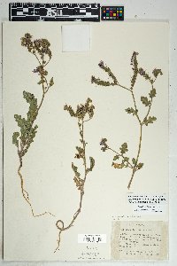 Phacelia crenulata image