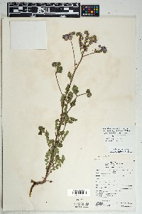 Phacelia crenulata image