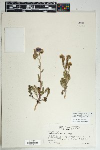 Phacelia crenulata image