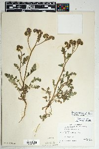 Phacelia crenulata image