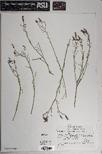 Porophyllum gracile image