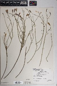 Porophyllum gracile image