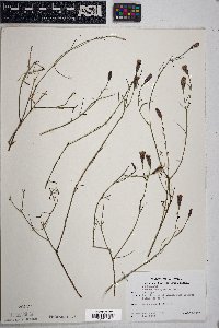 Porophyllum gracile image