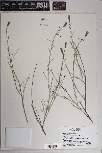 Porophyllum gracile image