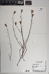 Porophyllum gracile image