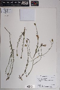 Porophyllum gracile image