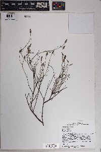 Porophyllum gracile image