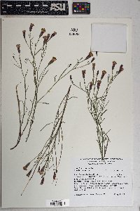 Porophyllum gracile image