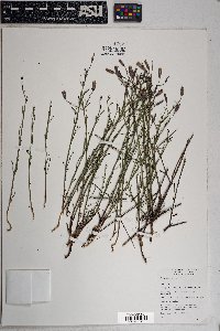 Porophyllum gracile image