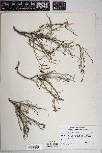 Porophyllum gracile image