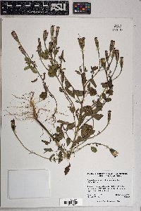 Porophyllum ruderale image