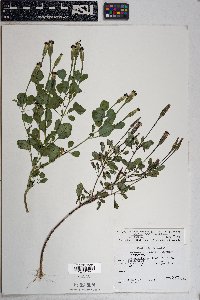 Porophyllum ruderale var. macrocephalum image