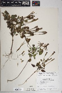 Porophyllum ruderale image