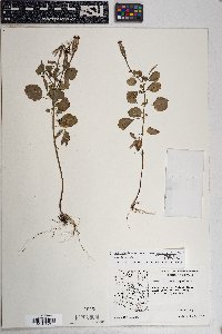 Porophyllum ruderale var. macrocephalum image