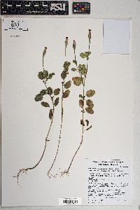 Porophyllum ruderale image