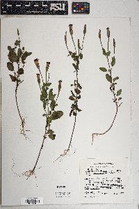 Porophyllum ruderale var. macrocephalum image