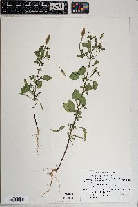 Porophyllum ruderale image