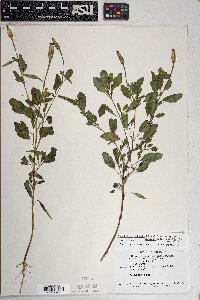 Porophyllum ruderale var. macrocephalum image