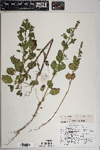 Porophyllum ruderale var. macrocephalum image