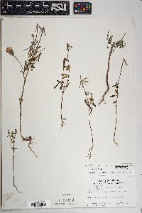 Porophyllum ruderale var. macrocephalum image