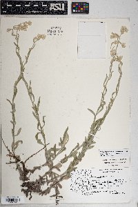 Pseudognaphalium canescens image