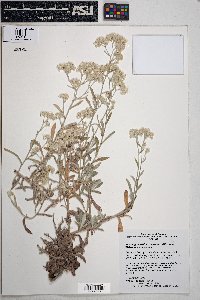 Pseudognaphalium canescens subsp. canescens image