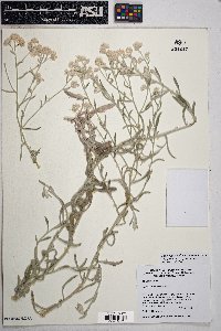 Pseudognaphalium canescens image