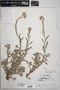 Pseudognaphalium luteoalbum image