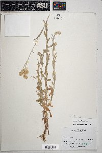 Pseudognaphalium luteoalbum image