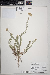 Pseudognaphalium luteoalbum image