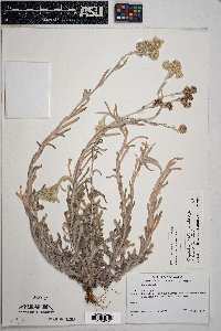 Pseudognaphalium luteoalbum image