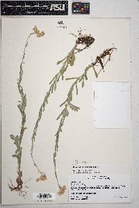 Pseudognaphalium luteoalbum image