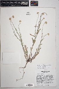 Pseudognaphalium luteoalbum image